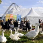 фестиваль Шостакович в Горише