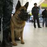 Фото - Егор Алеев/РИА Новости