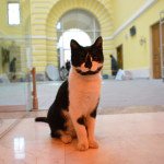 Зиглинда - черная с белым, сопрано. В Атриуме театра "Геликон-опера"