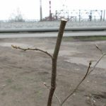 Пострадавшее деревце на аллее Чайковского в Воткинске