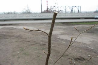 Пострадавшее деревце на аллее Чайковского в Воткинске Пострадавшее деревце на аллее Чайковского в Воткинске