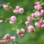 6 мая 2017 в Ботаническом саду МГУ "Аптекарский огород" пройдет фортепианный экоконцерт под открытым небом "Поющий сад"