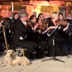 Лабрадор на концерте Венского камерного оркестра