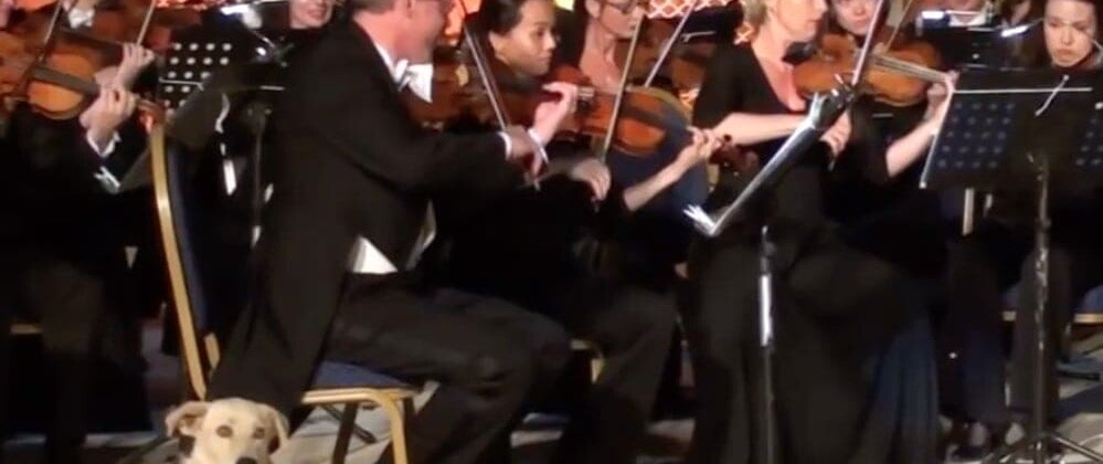 Лабрадор на концерте Венского камерного оркестра