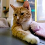 Кот Аристократ. Фото - Нина Алексеева