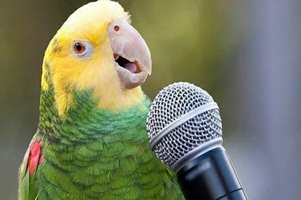 Старушка научила попугая петь оперные арии назло соседям