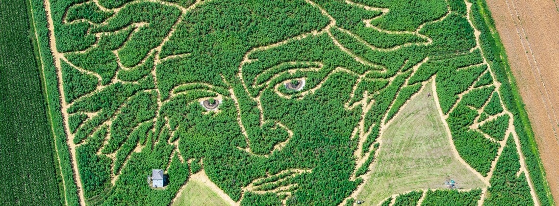 В Германии на поле подсолнухов появился портрет Бетховена