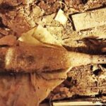 Фото: ГУ Росгвардии по Петербургу и области