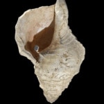 В Сорбонне установили возраст древнейшего музыкального инструмента