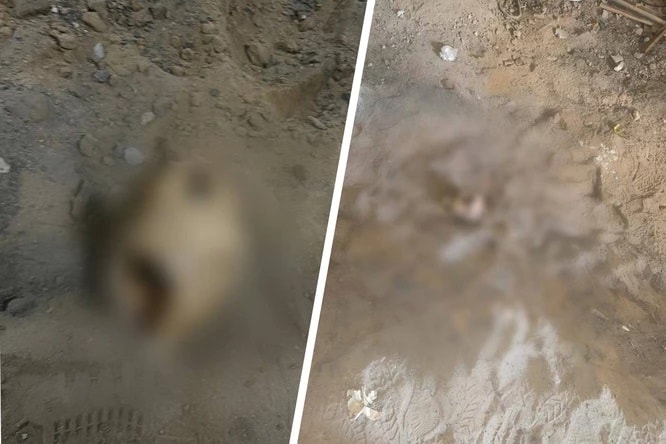 جمجمه و استخوان ها در عمق 1.5 متری پیدا شد.  عکس - Stolichny SK